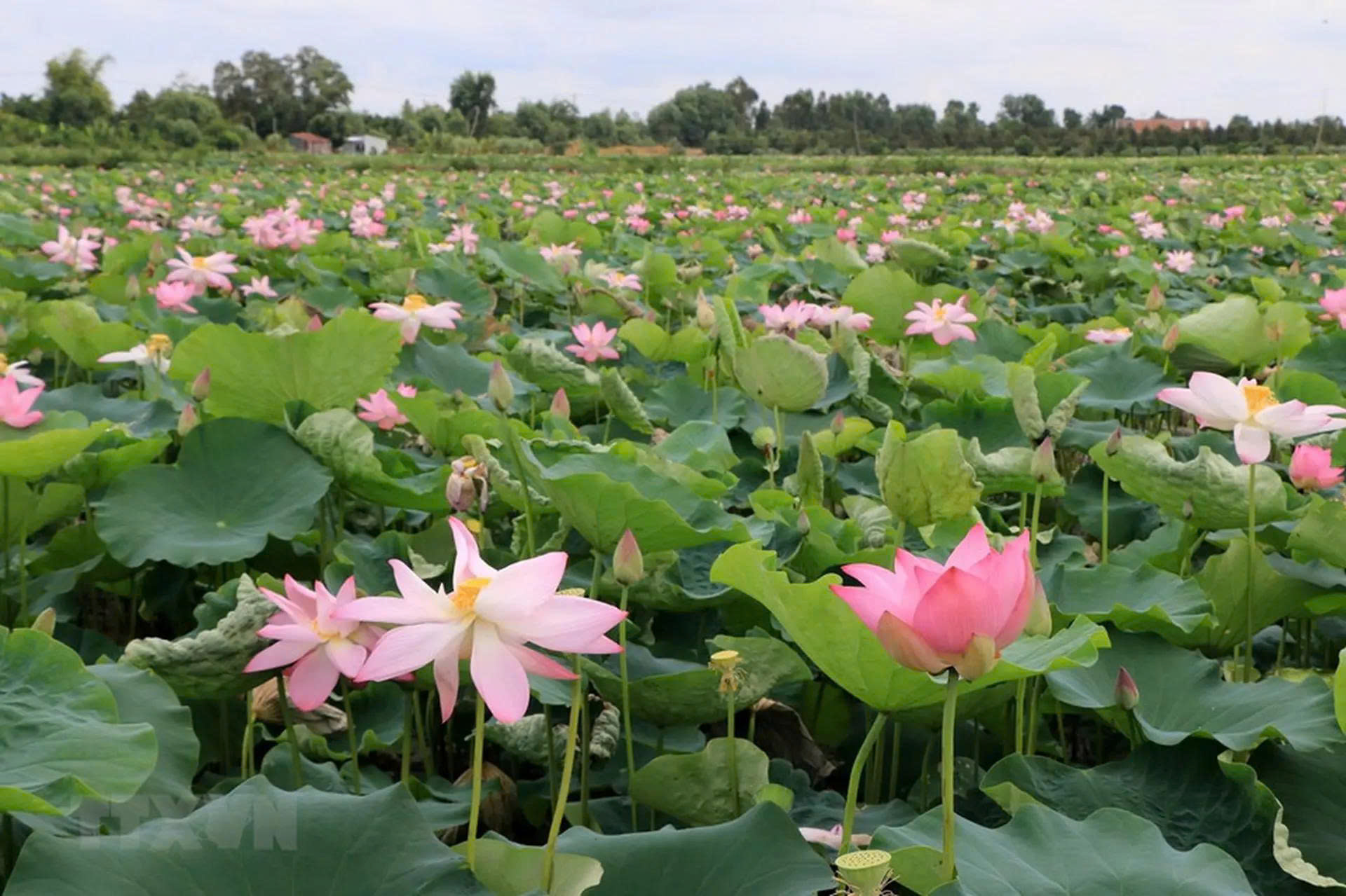 lắp mạng viettel xã Bình Hàng Trung